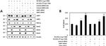 PSMB10 Antibody in Western Blot (WB)