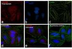 Calnexin Antibody