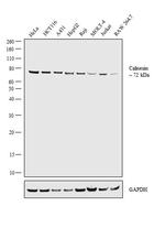 Calnexin Antibody in Western Blot (WB)