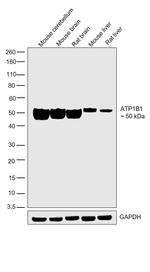 ATP1B1 Antibody in Western Blot (WB)