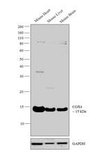 COX4 Antibody in Western Blot (WB)