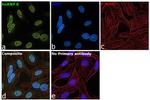 hnRNP K Antibody in Immunocytochemistry (ICC/IF)