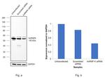 hnRNP K Antibody in Western Blot (WB)