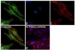 Prohibitin Antibody in Immunocytochemistry (ICC/IF)