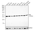 Prohibitin Antibody in Western Blot (WB)