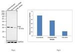 Prohibitin Antibody in Western Blot (WB)