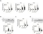 VE-cadherin Antibody in Western Blot (WB)