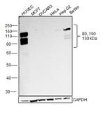 VE-cadherin Antibody in Western Blot (WB)