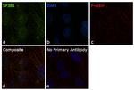 SF3B1 Antibody in Immunocytochemistry (ICC/IF)