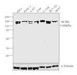 SF3B1 Antibody in Western Blot (WB)