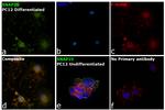 SNAP25 Antibody in Immunocytochemistry (ICC/IF)