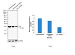 Cofilin Antibody