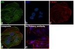 Cofilin Antibody in Immunocytochemistry (ICC/IF)