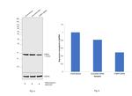 FABP4 Antibody in Western Blot (WB)