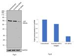 AIF Antibody