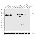 BACE1 Antibody