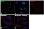 DIABLO Antibody in Immunocytochemistry (ICC/IF)