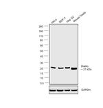 DIABLO Antibody in Western Blot (WB)