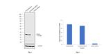 DIABLO Antibody in Western Blot (WB)