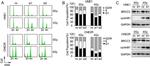 BRCC3 Antibody in Western Blot (WB)