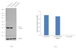 Lass6 Antibody in Western Blot (WB)