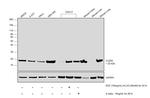 Claudin 1 Antibody in Western Blot (WB)