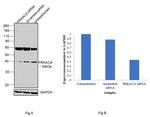 PKA alpha Antibody in Western Blot (WB)