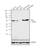 NLK Antibody in Western Blot (WB)