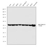 Tubulin alpha-1B Antibody in Western Blot (WB)