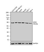 ZPR1 Antibody in Western Blot (WB)