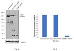 53BP1 Antibody