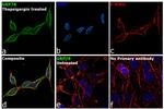 GRP78 Antibody