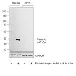 Fetuin A Antibody in Western Blot (WB)