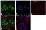 hnRNP C Antibody in Immunocytochemistry (ICC/IF)