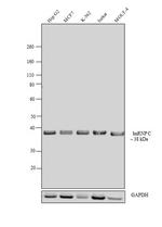 hnRNP C Antibody in Western Blot (WB)