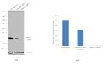 hnRNP C Antibody