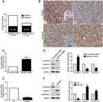 BCORL1 Antibody in Immunohistochemistry (IHC)