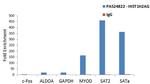 HIST1H2AG Antibody