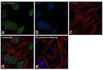 HIST1H2AG Antibody in Immunocytochemistry (ICC/IF)