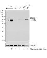 ERO1LB Antibody