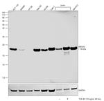 HMGA2 Antibody in Western Blot (WB)