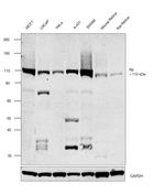 Rb Antibody in Western Blot (WB)