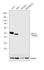 Cytokeratin 15 Antibody