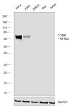 TGFBI Antibody