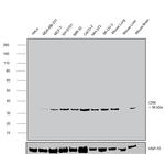 Crk Antibody in Western Blot (WB)