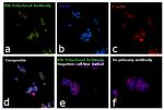 Btk Antibody in Immunocytochemistry (ICC/IF)