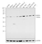 SNRPA Antibody in Western Blot (WB)