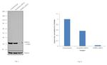 SNRPA Antibody in Western Blot (WB)