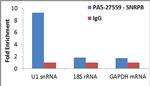 SNRPB Antibody