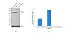 TRIM28 Antibody